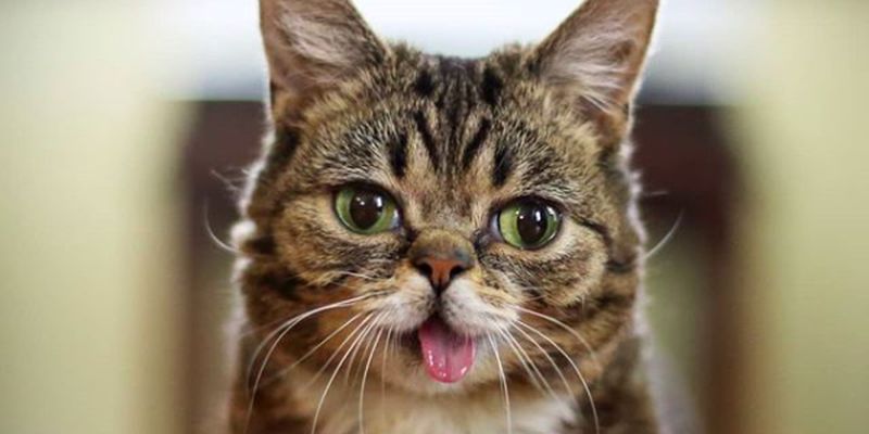 Умерла Лил Баб — знаменитая кошка с высунутым язычком