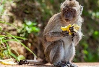 Нахальные обезьяны на Бали научились воровать вещи ради выкупа - их умысел подтвердили даже ученые/Макаки прекрасно понимают, что можно получить за украденные телефоны и кошельки