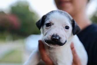 Копия Сальвадора Дали: сеть покорил щенок, похожий на знаменитого художника