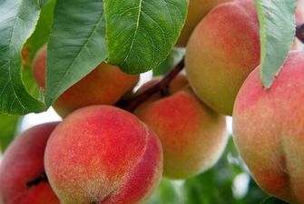 Рецепт самого вкусного компота из персиков, который следует заготовить на зиму