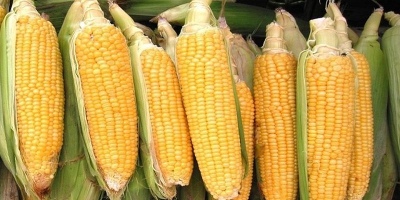 Украинская кукуруза на экспорт прибавляет в цене