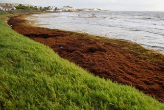 Карибское море «задыхается» от нашествия водорослей