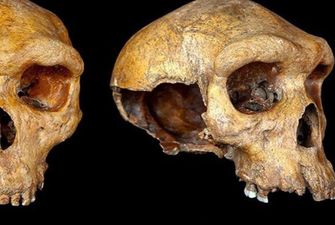 Ученым удалось разгадать тайну Родезийского человека, возрастом 500 тысяч лет