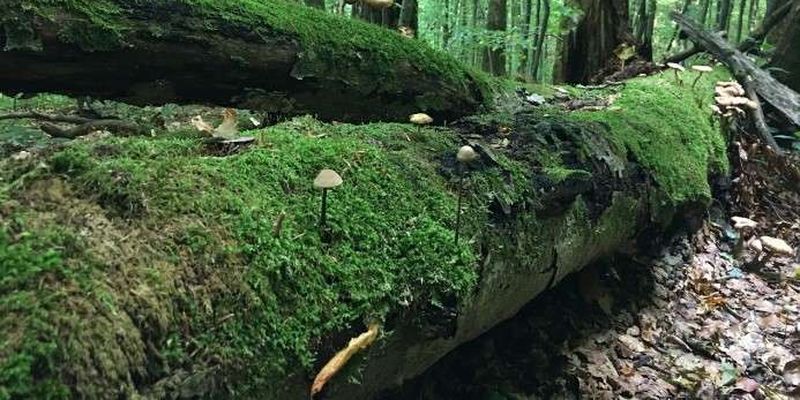 В Козятинському районі лісник отримав важкі травми, розчищаючи лісосіку