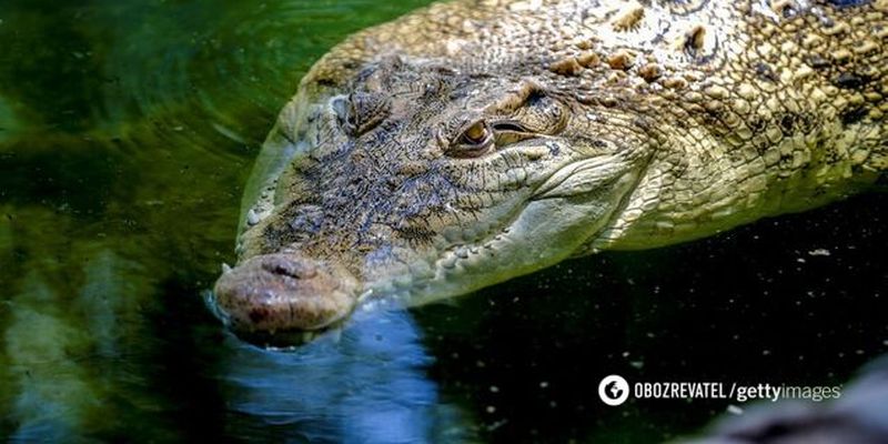 В Индии рыбак чудом выжил после нападения крокодила