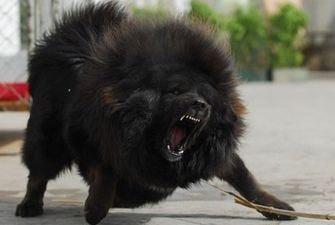 В Харькве бойцовские псы загрызли свою хозяйку: фото и жуткие подробности