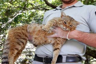 Исследователи обнаружили новый вид кошек на Корсике