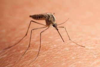 Эксперты рассказали, как избавиться от покраснения и зуда после укуса комара