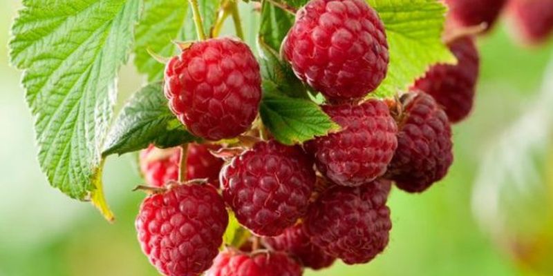 Эта ягода защищает организм от рака