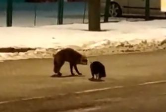 Кот и лисица повздорили на дороге из-за сосиски