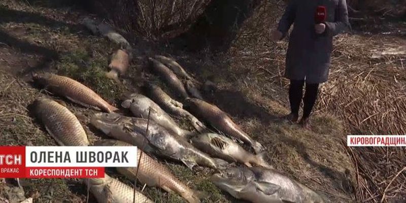 Десятки тонн рыбы вымерли в водохранилище в Кировоградской области