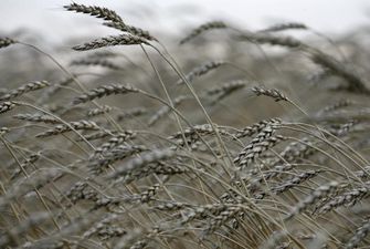 Експерти підвищили для України прогноз врожаю та експорту зернових
