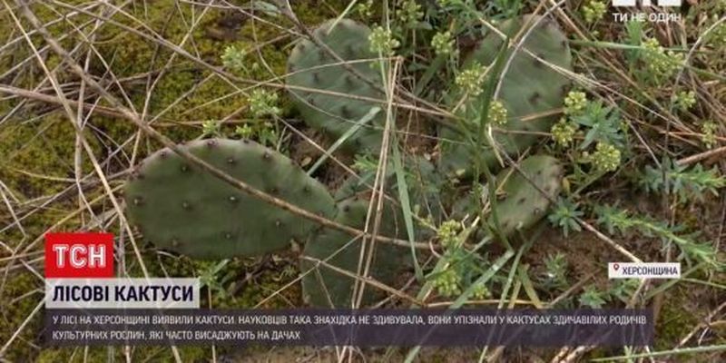 У Херсонській області посеред лісу виявили кактуси: як вони там опинилися і чим це загрожує