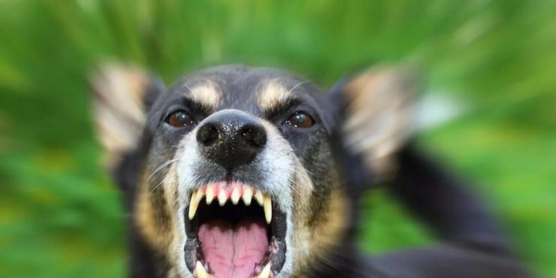 На Пракарпатье бешеная собака покусала хозяйку: в городе объявлен карантин