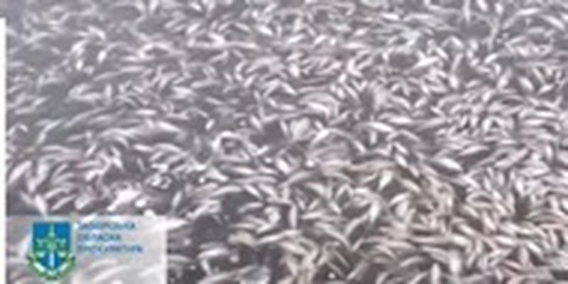 Из-за обстрела плотины Каховской ГЭС в Днепре массово гибнет рыба
