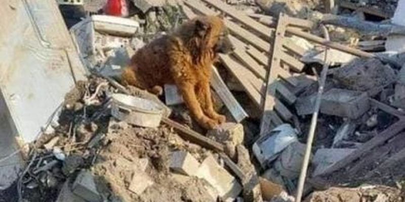 На руїнах вив старий пес Крим: у Дніпрі російська ракета вбила дружину та двох дітей воїна ЗСУ