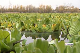 Як качан капусти: водойми Київської області заполонила екзотична рослина