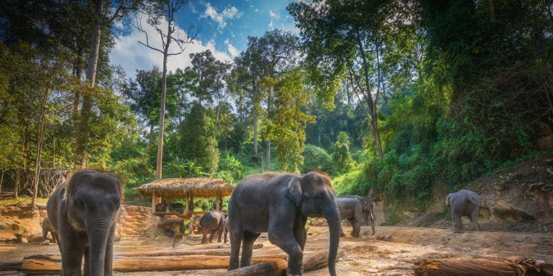 Слоны в Таиланде столкнулись с голодом из-за сокращения туризма