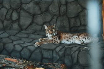 Музей диких котов создали в природном парке на Черниговщине