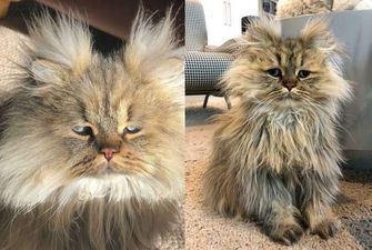 Пушистый персидский кот с хмурым взглядом покорил соцсеть: курьезные фото