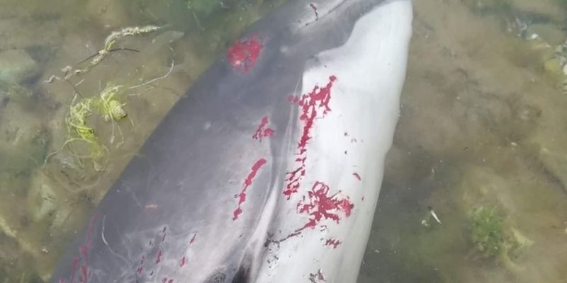 В Черном море из-за действий захватчиков погибли десятки тысяч дельфинов – эколог