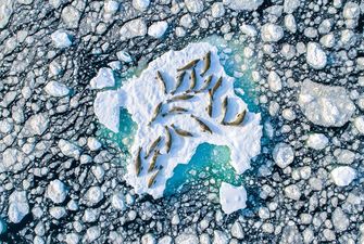 Желто-синий пейзаж, тюлень на льду и хрупкая стрекоза: топ-15 лучших фотографий дикой природы