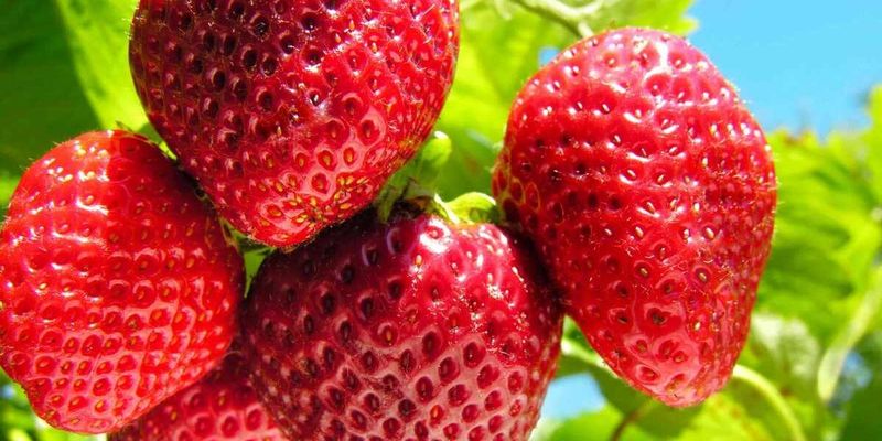 Капризная ягодка: чем подкормить клубнику перед цветением для щедрого урожая