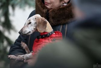 Померла найстаріша собака України. Таксі Норі було майже 20 років