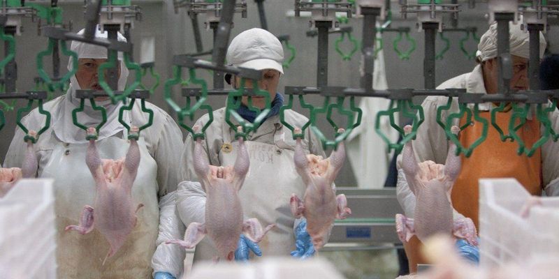 Украина будет экспортировать мясо птицы в Египет