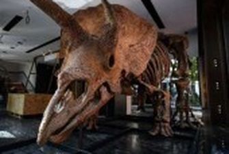 Скелет найбільшого в історії трицератопса продали за рекордні 6,6 млн євро