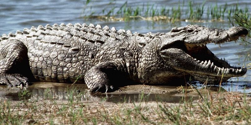 В Замбии крокодил расправился с матерью и годовалым ребенком
