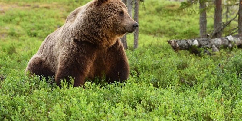 Отважный пес прогнал голодного медведя со двора в США