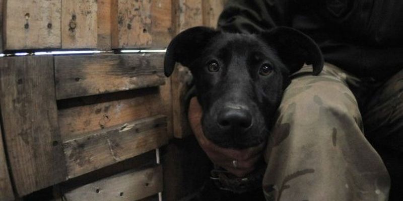 Из-за войны в приюте в Киевской области погибли более 300 животных