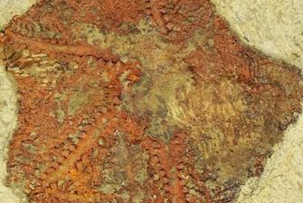 Ученые нашли останки одного из древнейших "обитателей" Земли