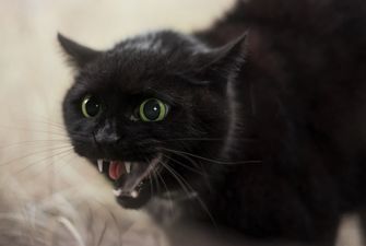 Советы кошатникам: что делать, если кот ведет себя агрессивно и нападает на хозяев