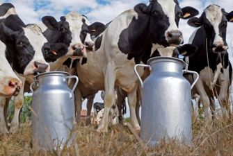 Производство молока за год уменьшилось на 4,2% - Госстат