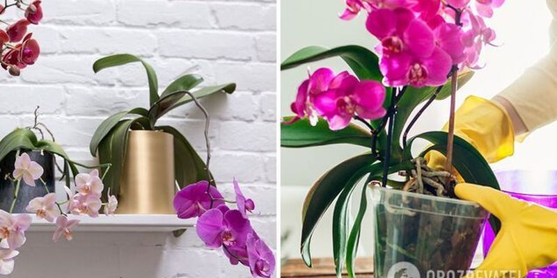 Что мешает орхидее цвести: почему бутоны сохнут, не распустившись