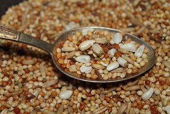 Аграрний комітет Європарламенту підтримав еквівалентність для насіння зернових з України