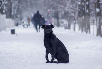 Морози посиляться, майже у всіх областях ітиме сніг: прогноз погоди в Україні на п'ятницю, 15 січня