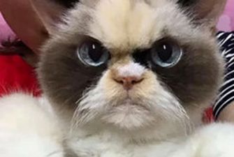 В інстаграмі з’явилася кішка, яка дуже нагадує відому Grumpy Cat