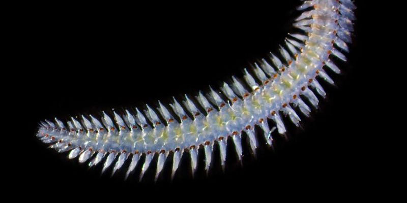 Морской червь с глазами, в 20 раз превышающими его голову, поставил ученых в недоумение