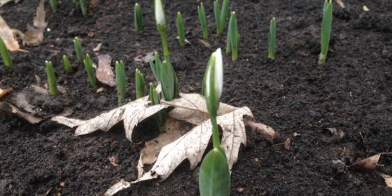 Аномальный январь: в Украине цветут жасмин, калина и выползают "летние" жуки