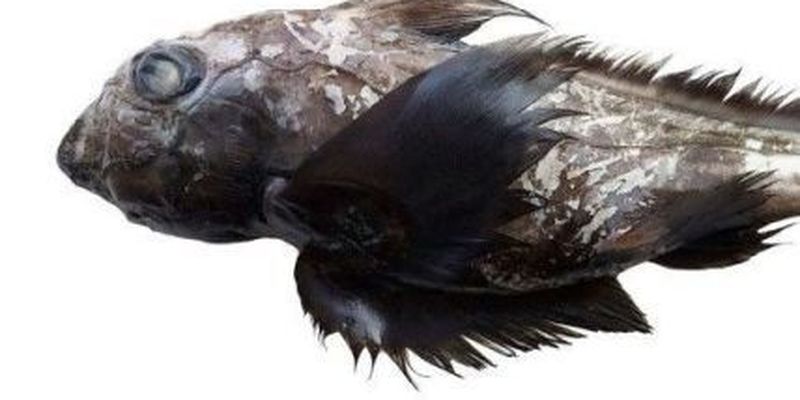 Ученые нашли новую акулу-призрака с "перьями" и половым органом на голове: как она выглядит
