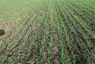 Минсельхоз США понизил прогноз урожая пшеницы и кукурузы в Украине