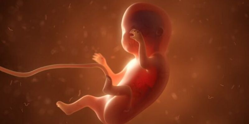 Впервые в мире из человеческой амниотической жидкости вырастили мини-органы: путь к лечению врожденных пороков