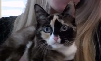 Самый большой страх котолюба: женщина случайно запаковала в посылку свою кошку
