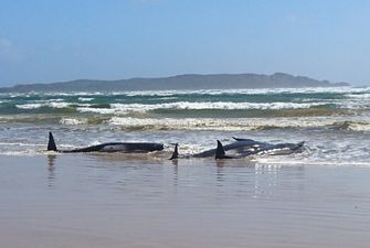 В Австралии сотни дельфинов погибли, выбросившись на берег
