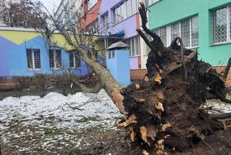 Дерева вивертає з корінням: буревій наробив лиха в Києві