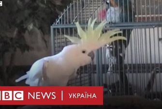 Танцующий попугай насмешил Сеть и удивил ученых