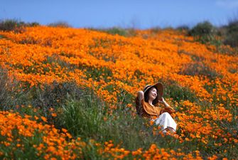 Біля Лос-Анджелеса поля стали помаранчевими через цвіт маку